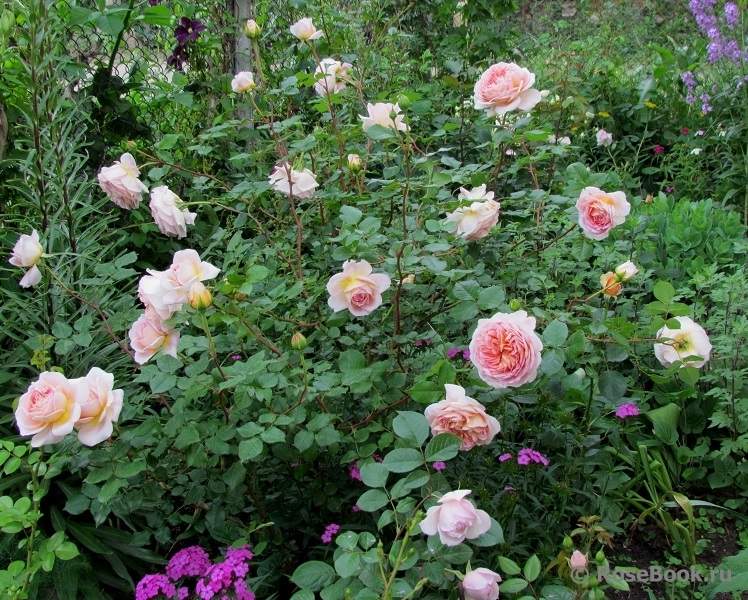 Abraham Darby