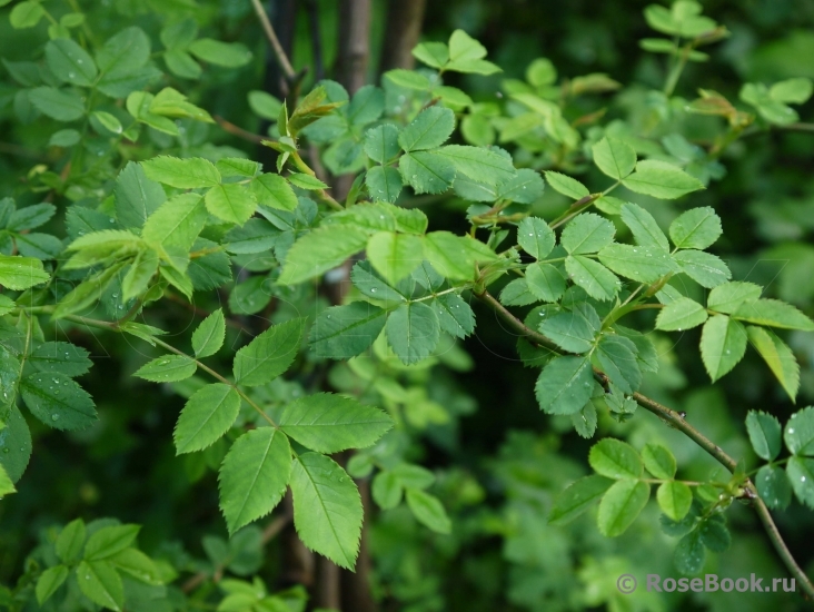 Rosa canina 'Pfanders'