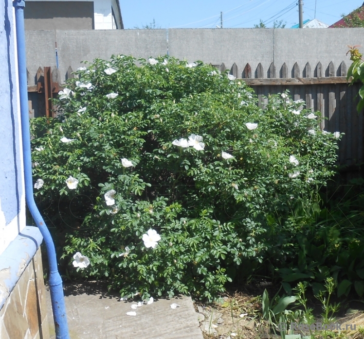 Rosa rugosa f. Alba Rehder