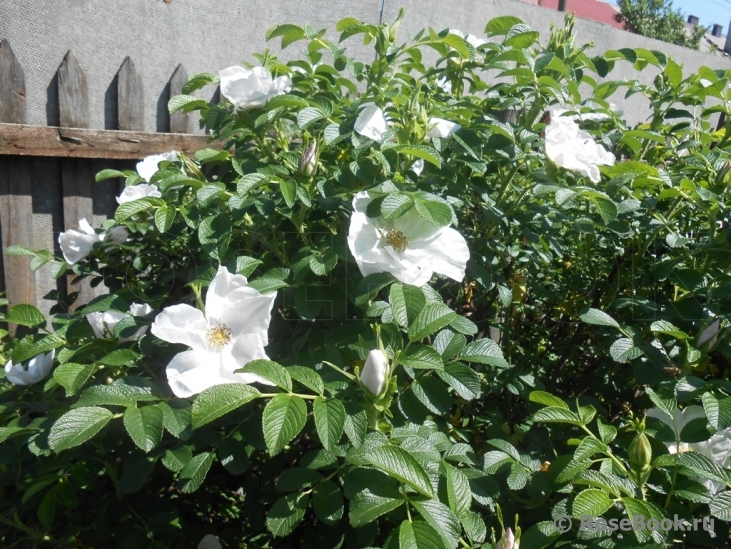 Rosa rugosa f. Alba Rehder