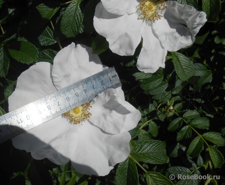 Rosa rugosa f. Alba Rehder