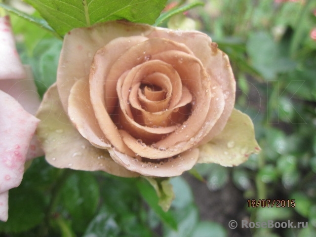 Julia's Rose