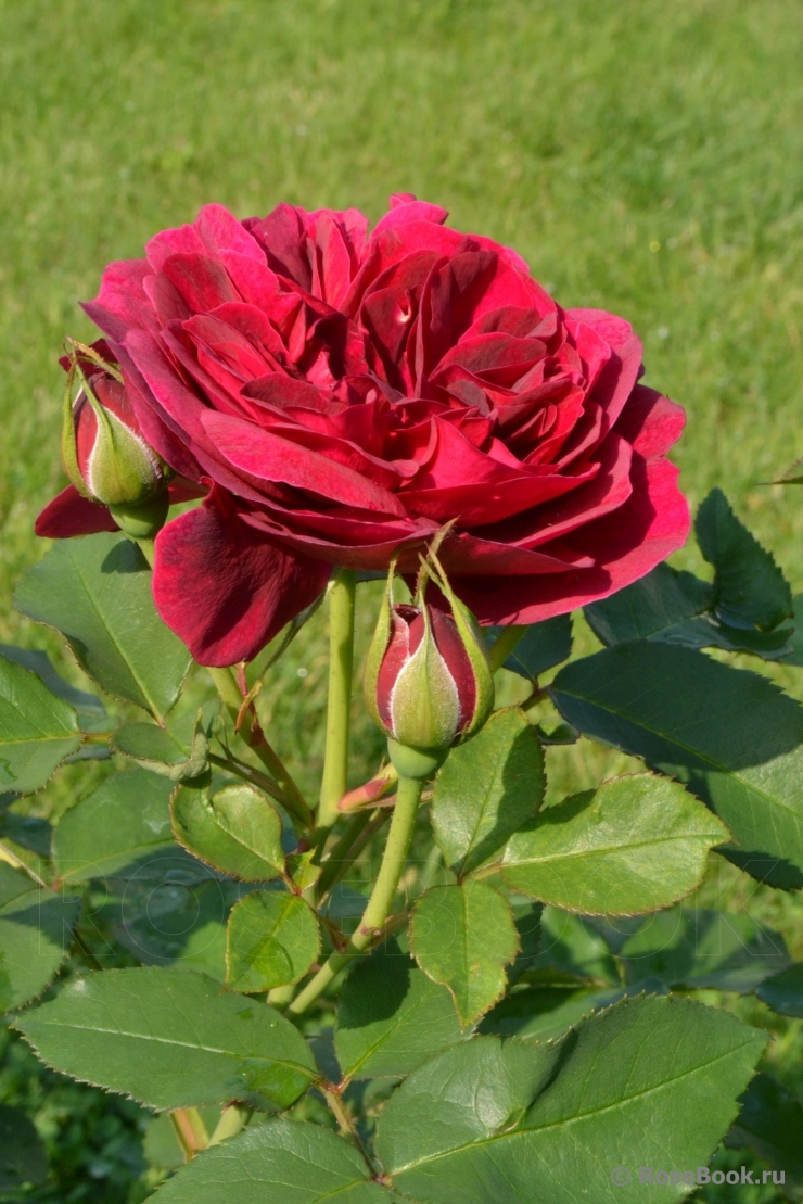 Darcey Bussell 