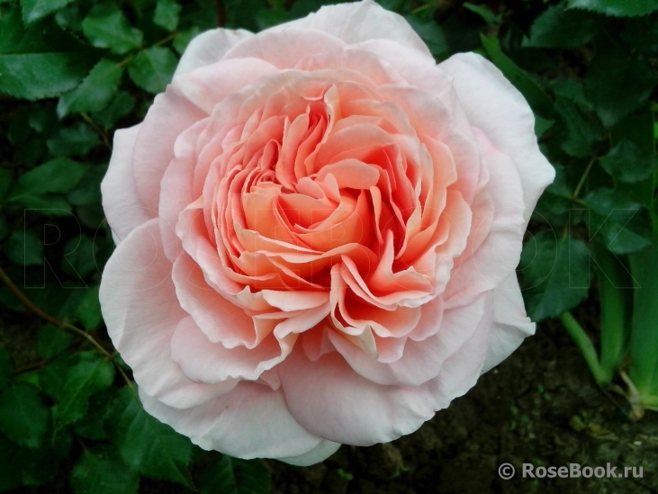 Abraham Darby