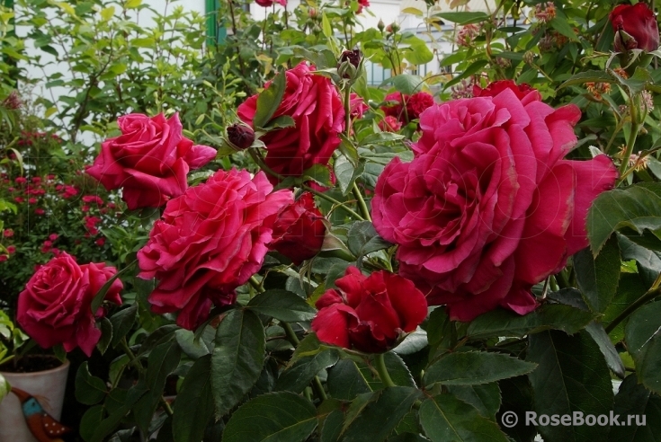 Rosier Rose Lalande de Pomerol ®