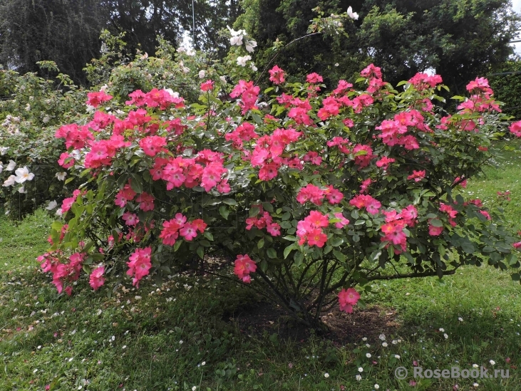 Rosy Carpet 