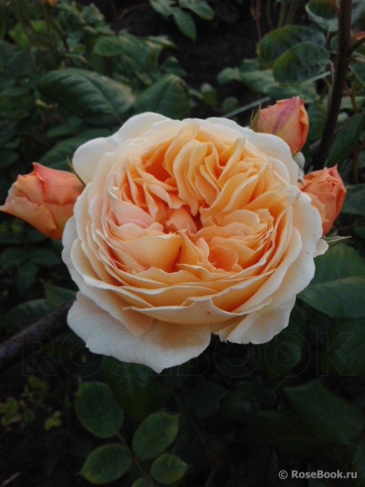 Crown Princess Margareta®