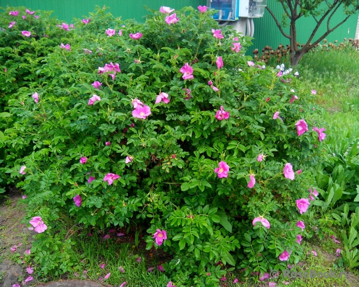 Rosa rugosa rubra