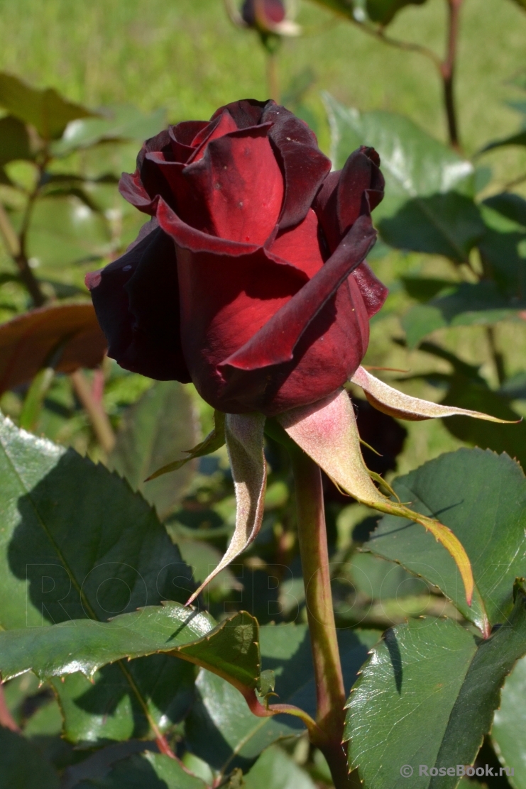 Black Baccara