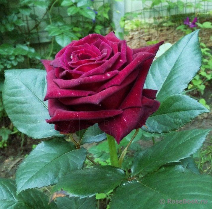 Black Baccara