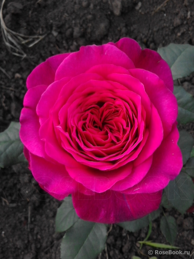 Johann Wolfgang von Goethe Rose®