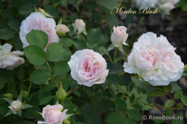 Morden Blush