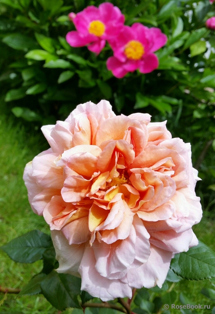 Abraham Darby