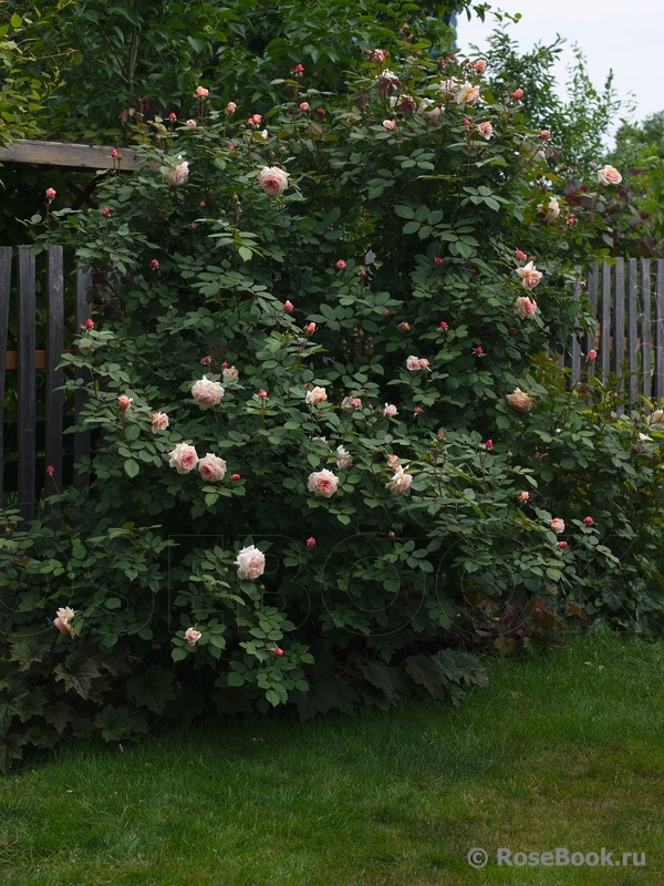 A Shropshire Lad