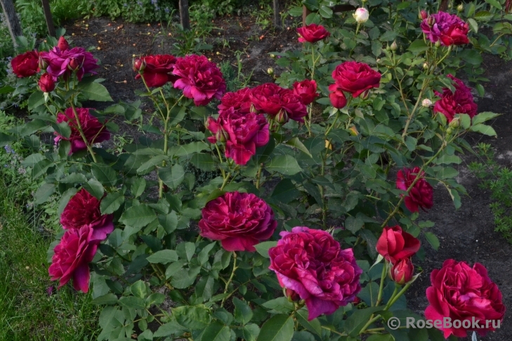 Darcey Bussell 