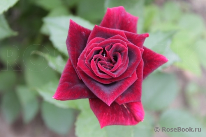 Black Baccara