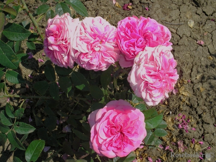 Gertrude Jekyll