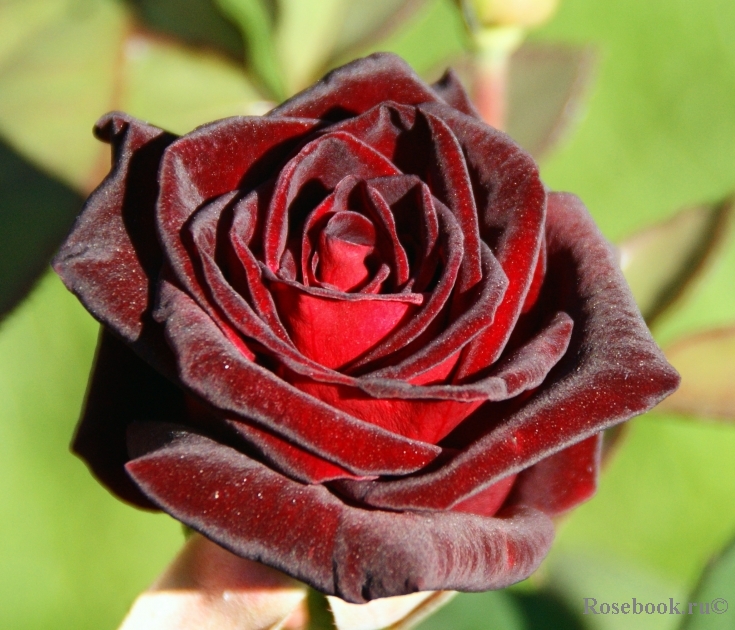 Black Baccara