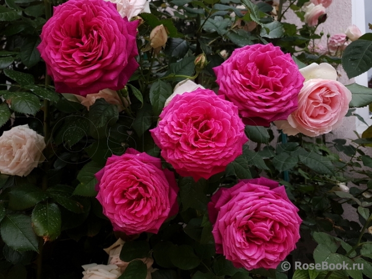 Johann Wolfgang von Goethe Rose®