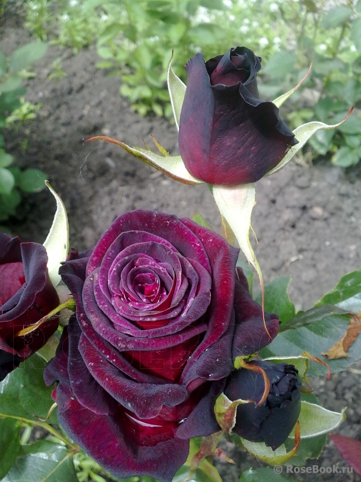 Black Baccara