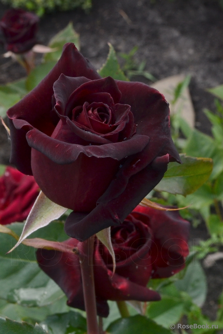 Black Baccara