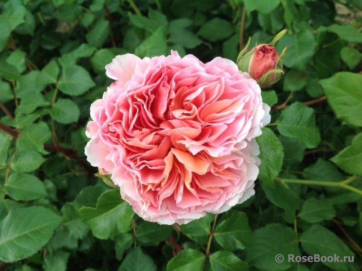 Abraham Darby