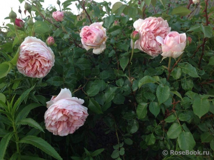 Abraham Darby