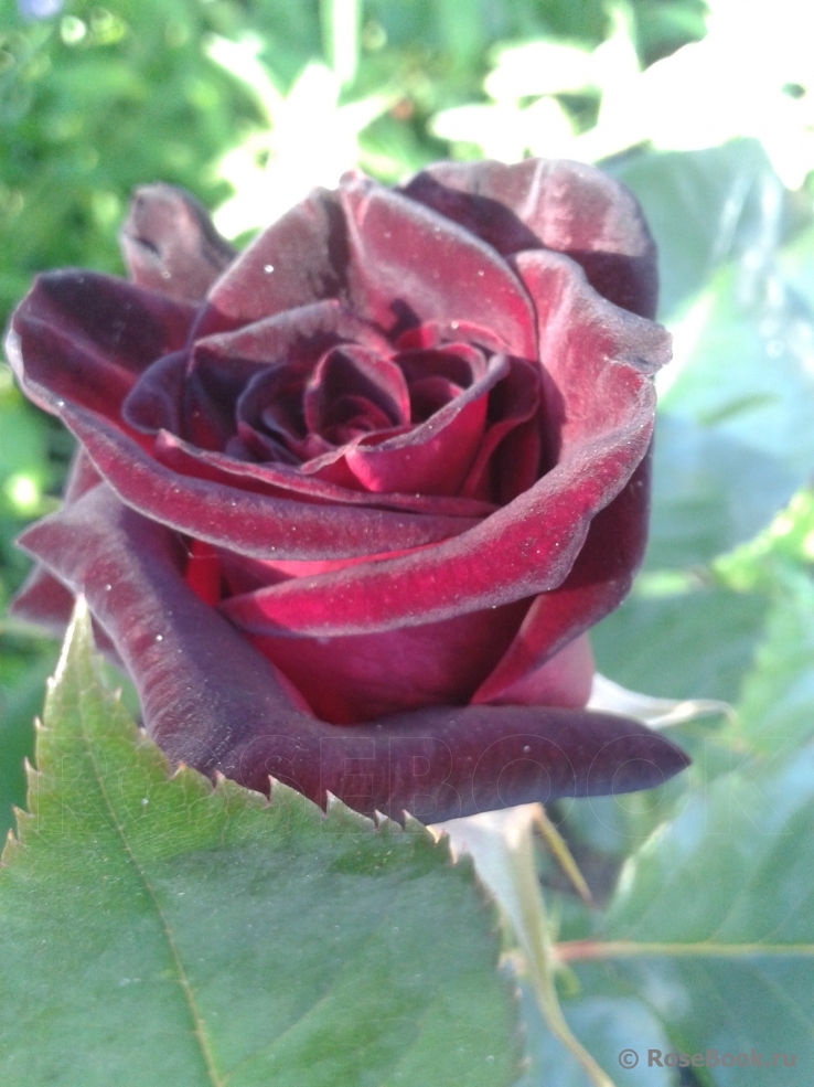 Black Baccara