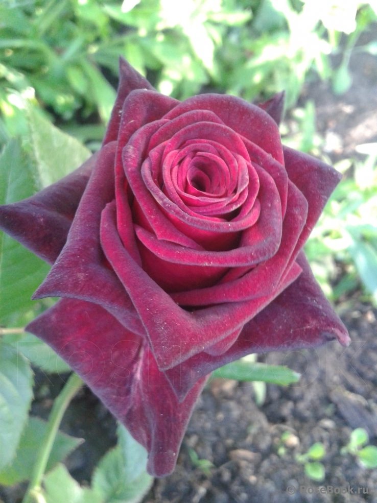 Black Baccara