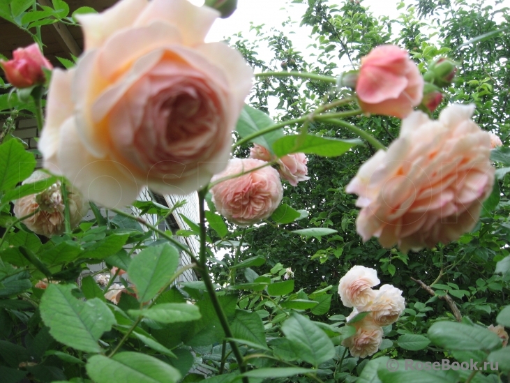 A Shropshire Lad