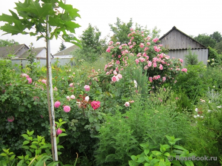 Prairie Joy