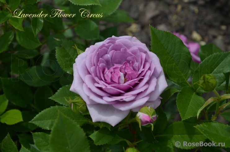 Lavender Flower Circus