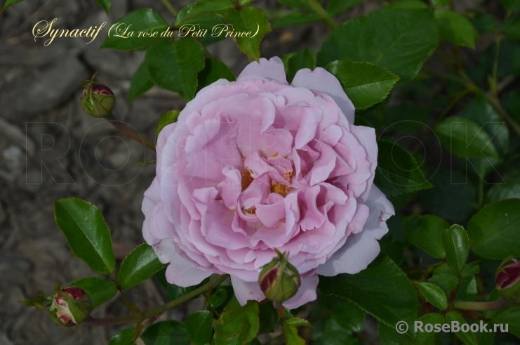 La Rose du Petit Prince