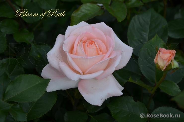 Bloom of Ruth