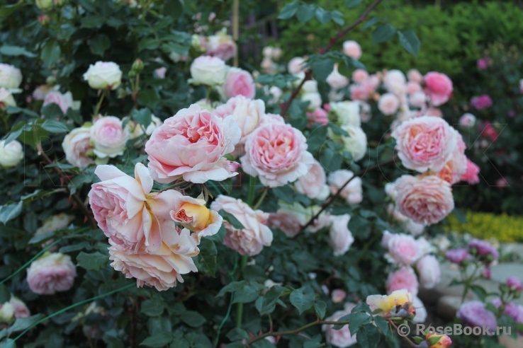 Abraham Darby