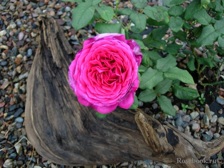 Johann Wolfgang von Goethe Rose®