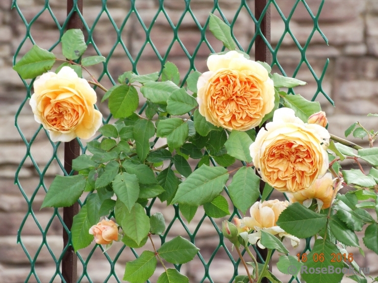 Crown Princess Margareta®