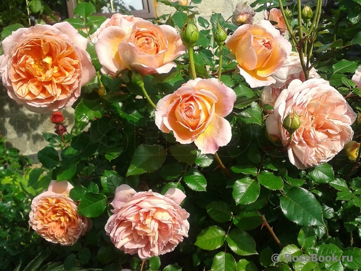 Abraham Darby