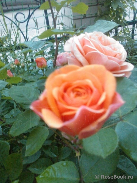 Abraham Darby