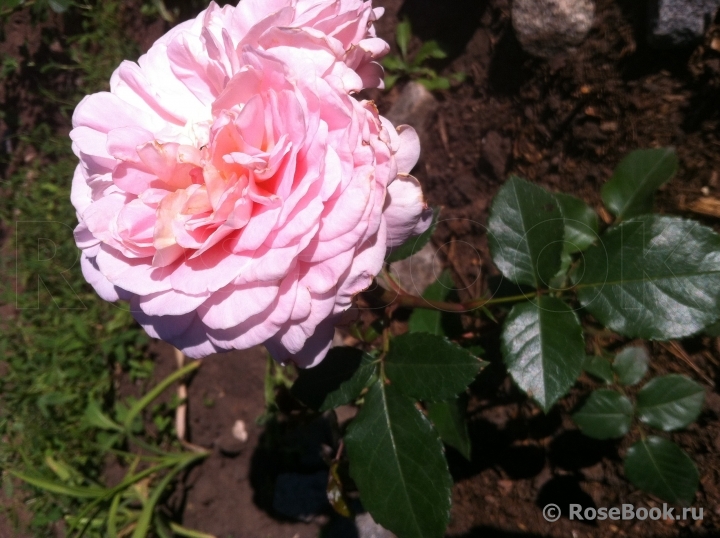 Abraham Darby