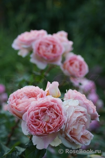 Abraham Darby