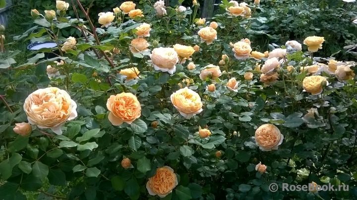 Crown Princess Margareta®