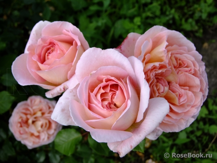 Abraham Darby