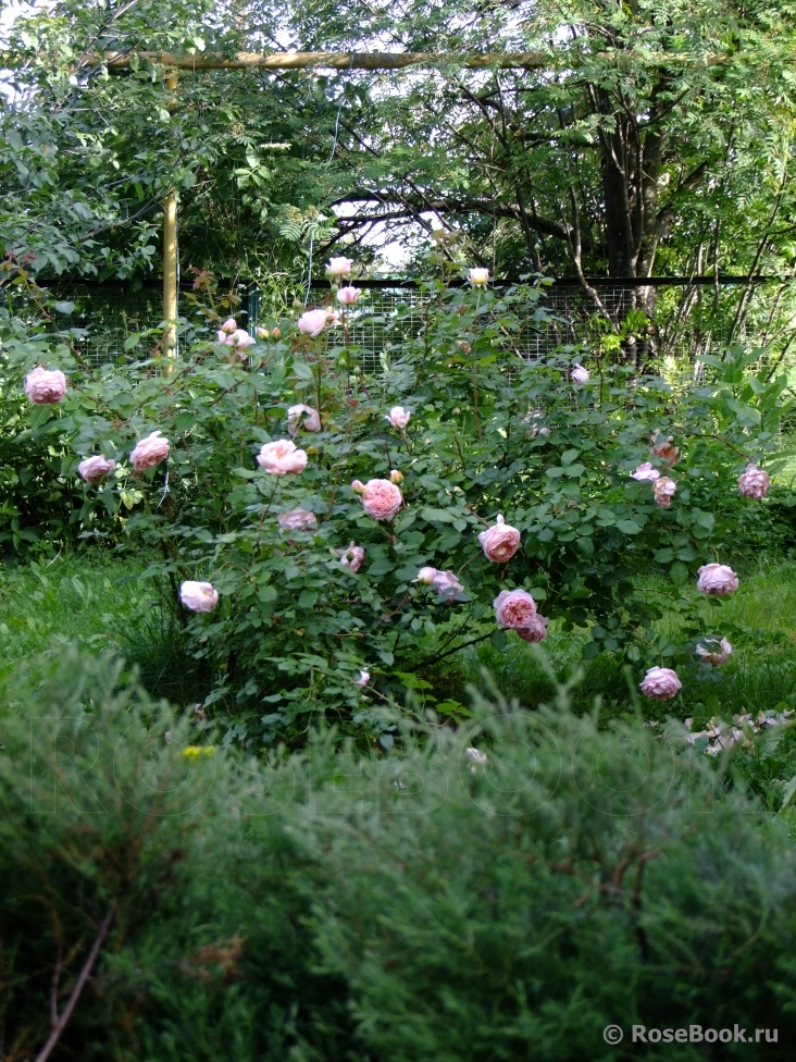 Abraham Darby