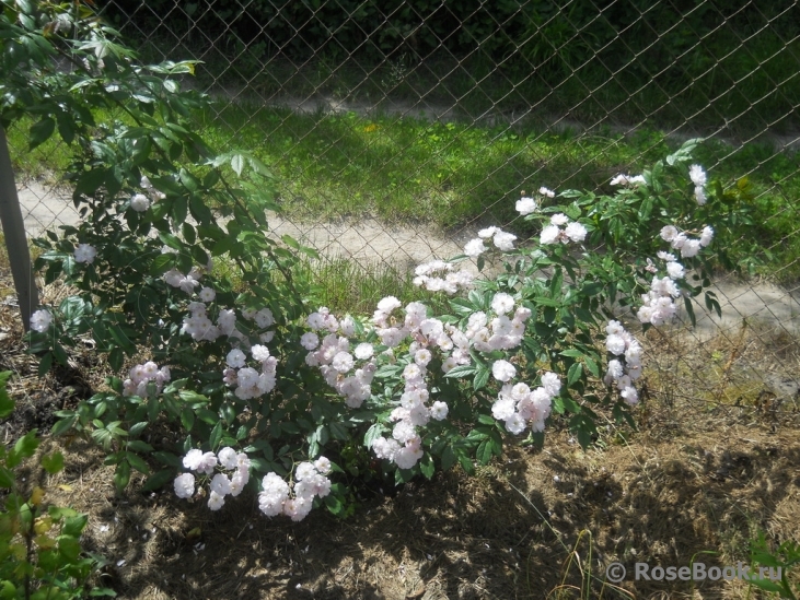 Parc de Maupassant