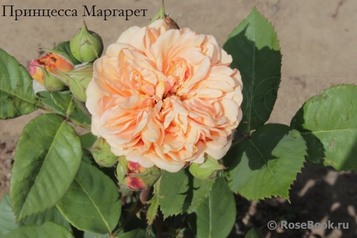 Crown Princess Margareta®