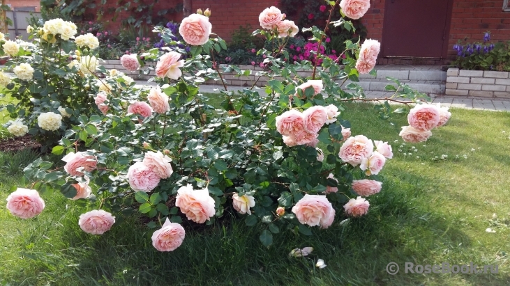 Abraham Darby