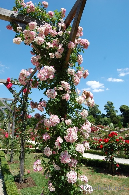 Apple Blossom 