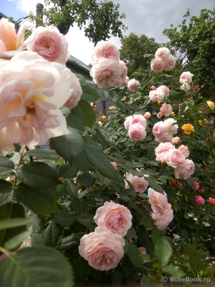 A Shropshire Lad