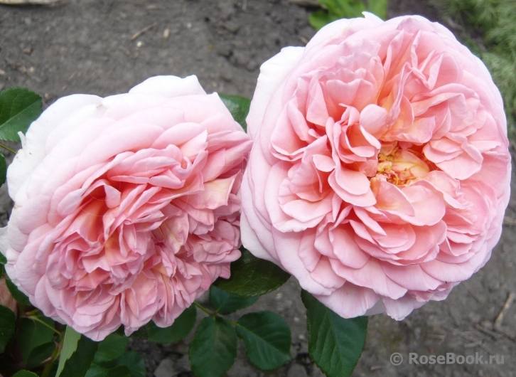 Abraham Darby